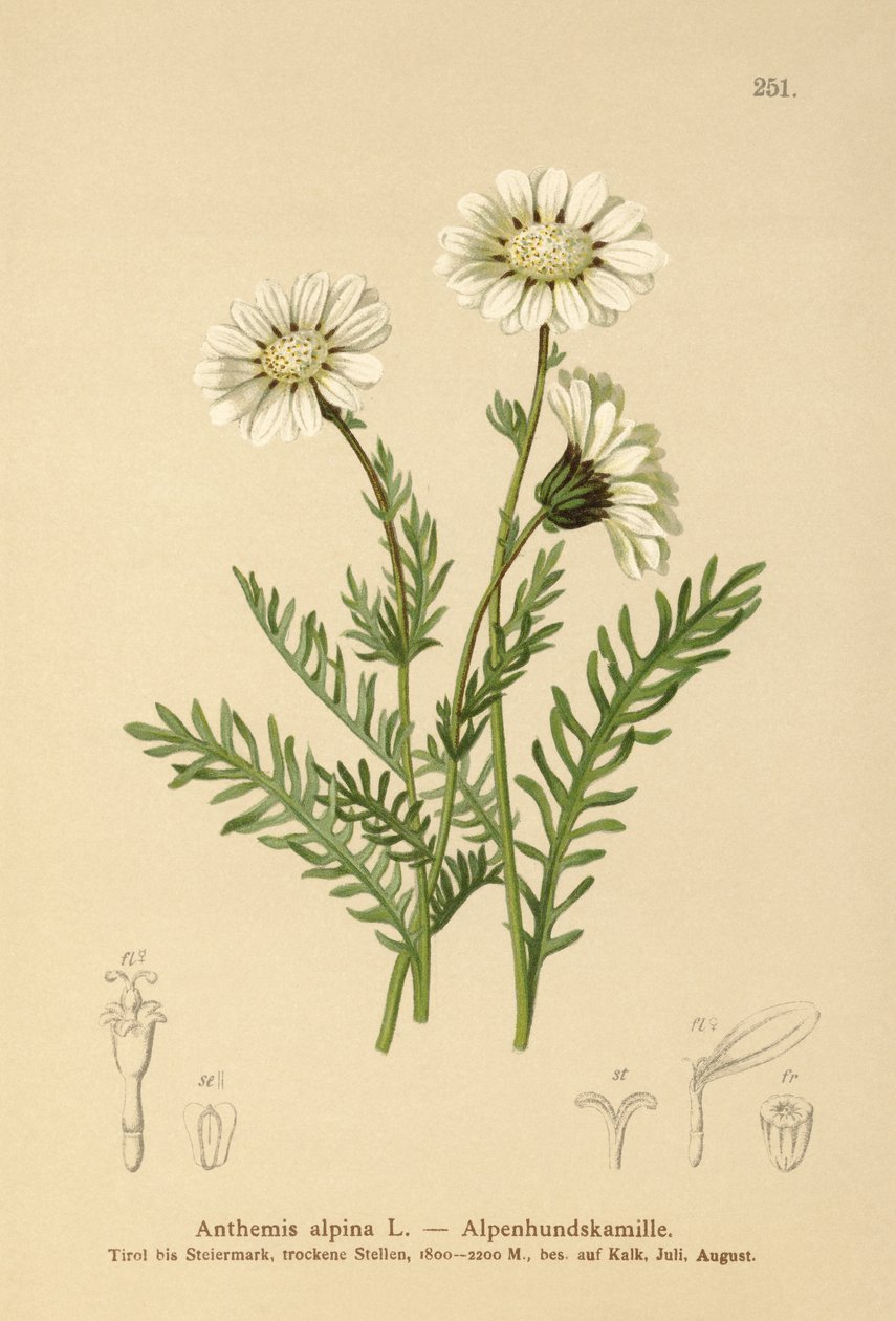 Camomilla alpina da German School