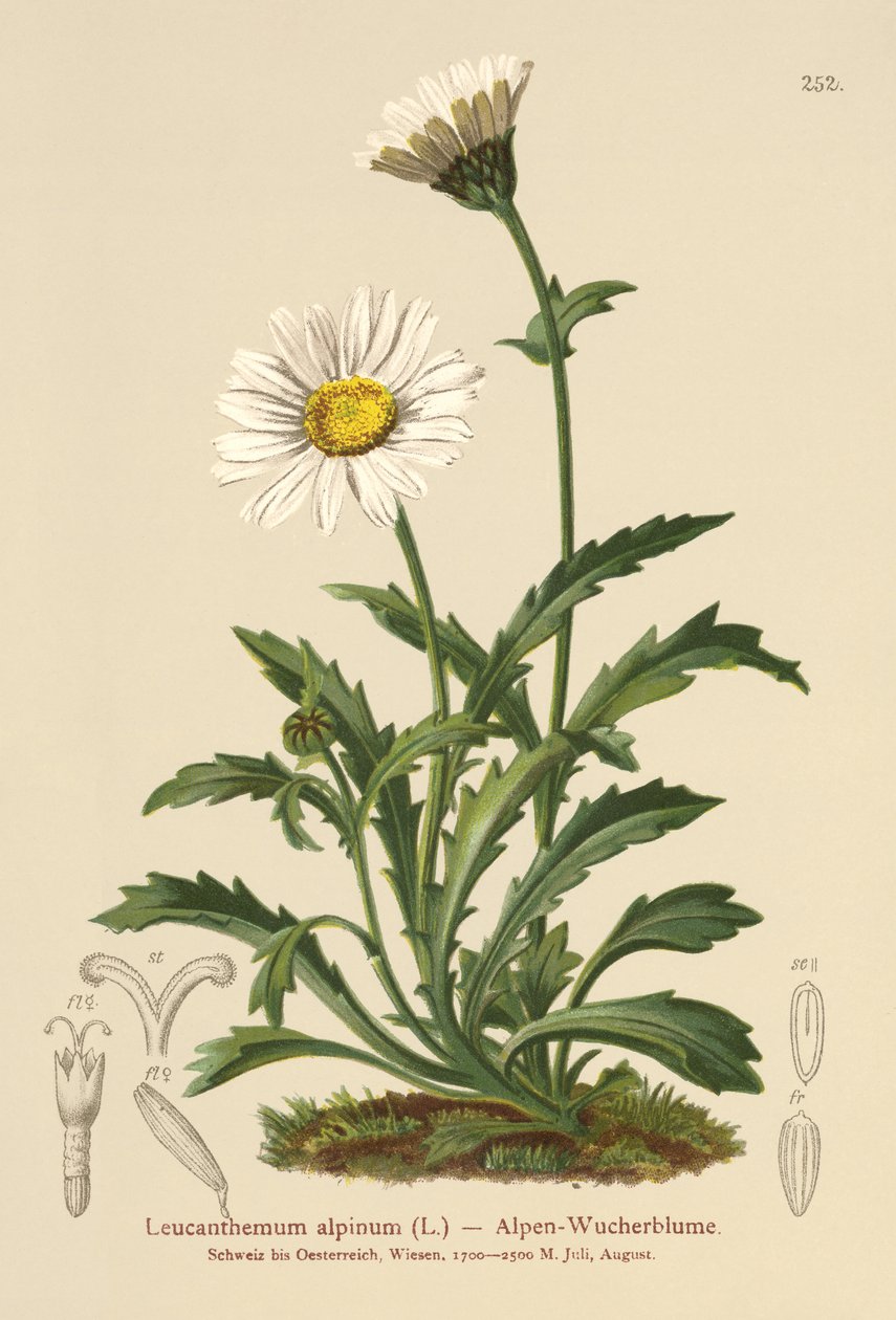 Margherita alpina da German School