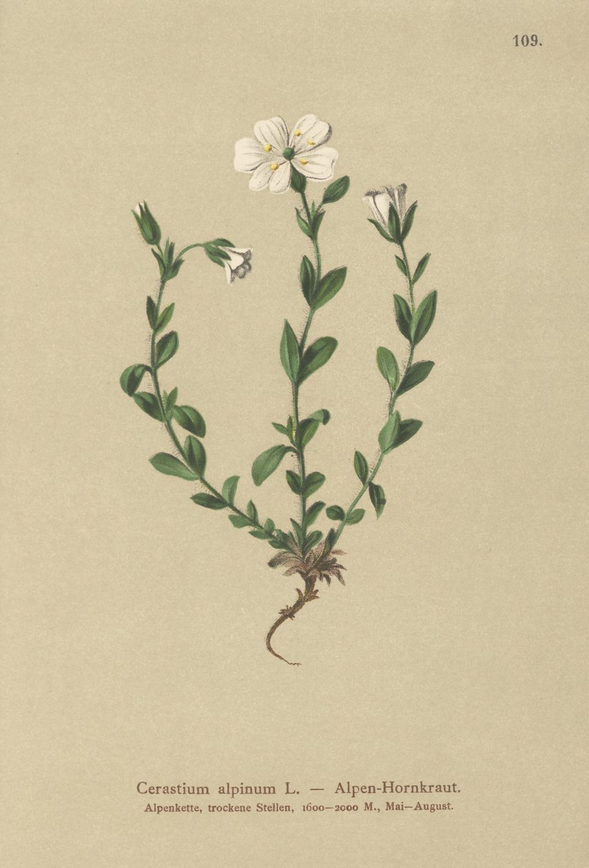 Cerastium alpinum da German School