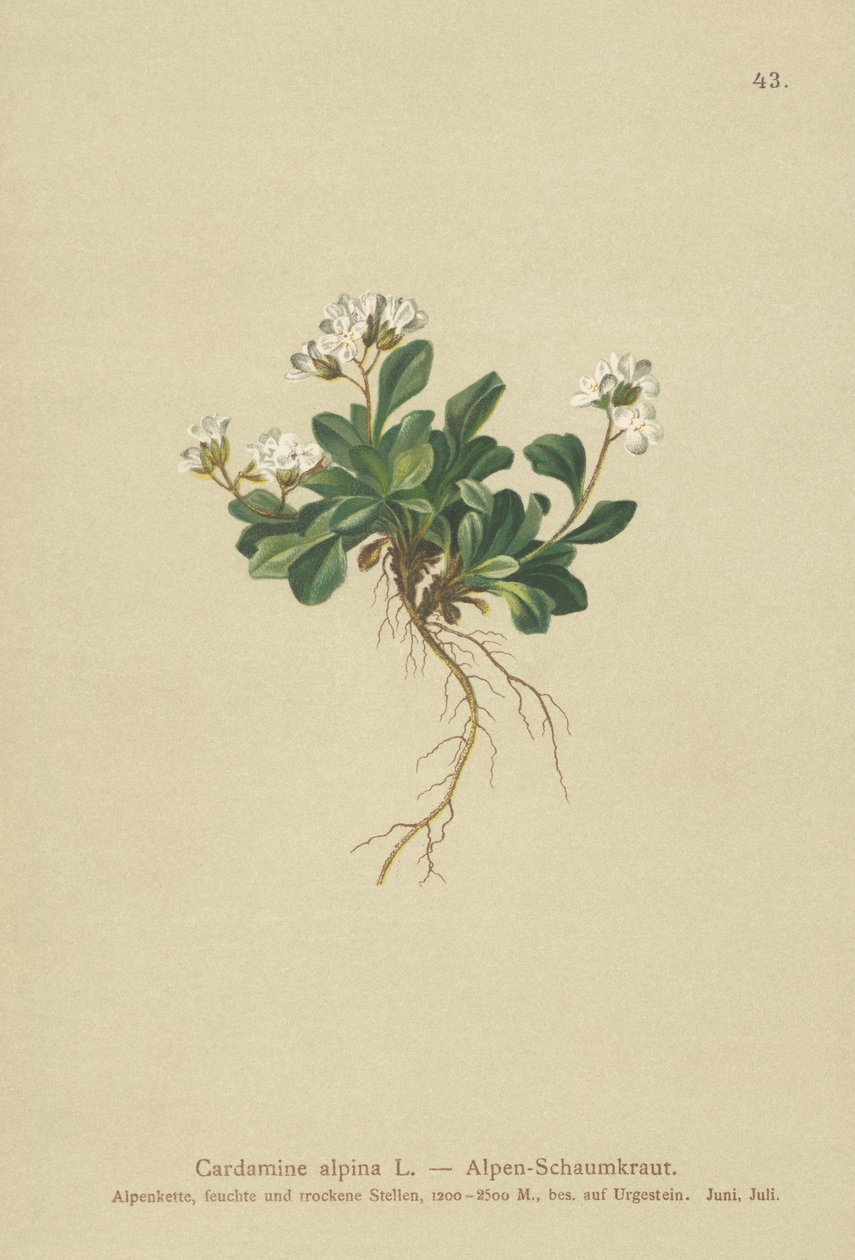 Cardamine alpina (Cardamine alpina) da German School