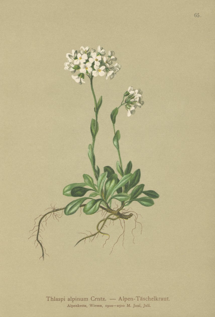 Thlaspi alpinum da German School