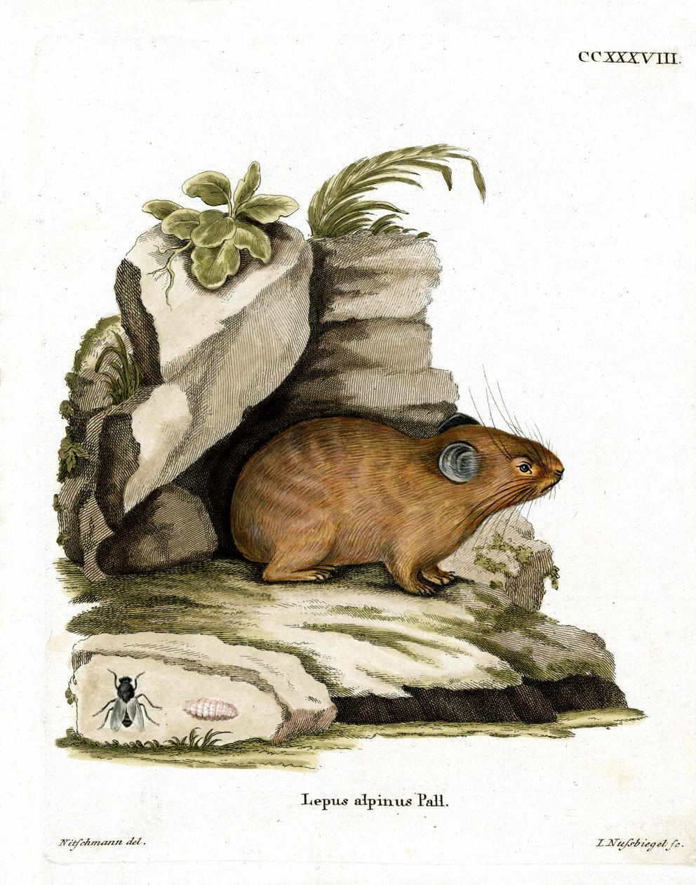 Pika alpino da German School