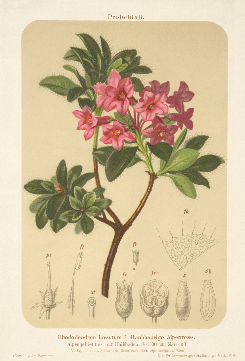 Rosa alpina (Rhododendron hirsutum) da German School