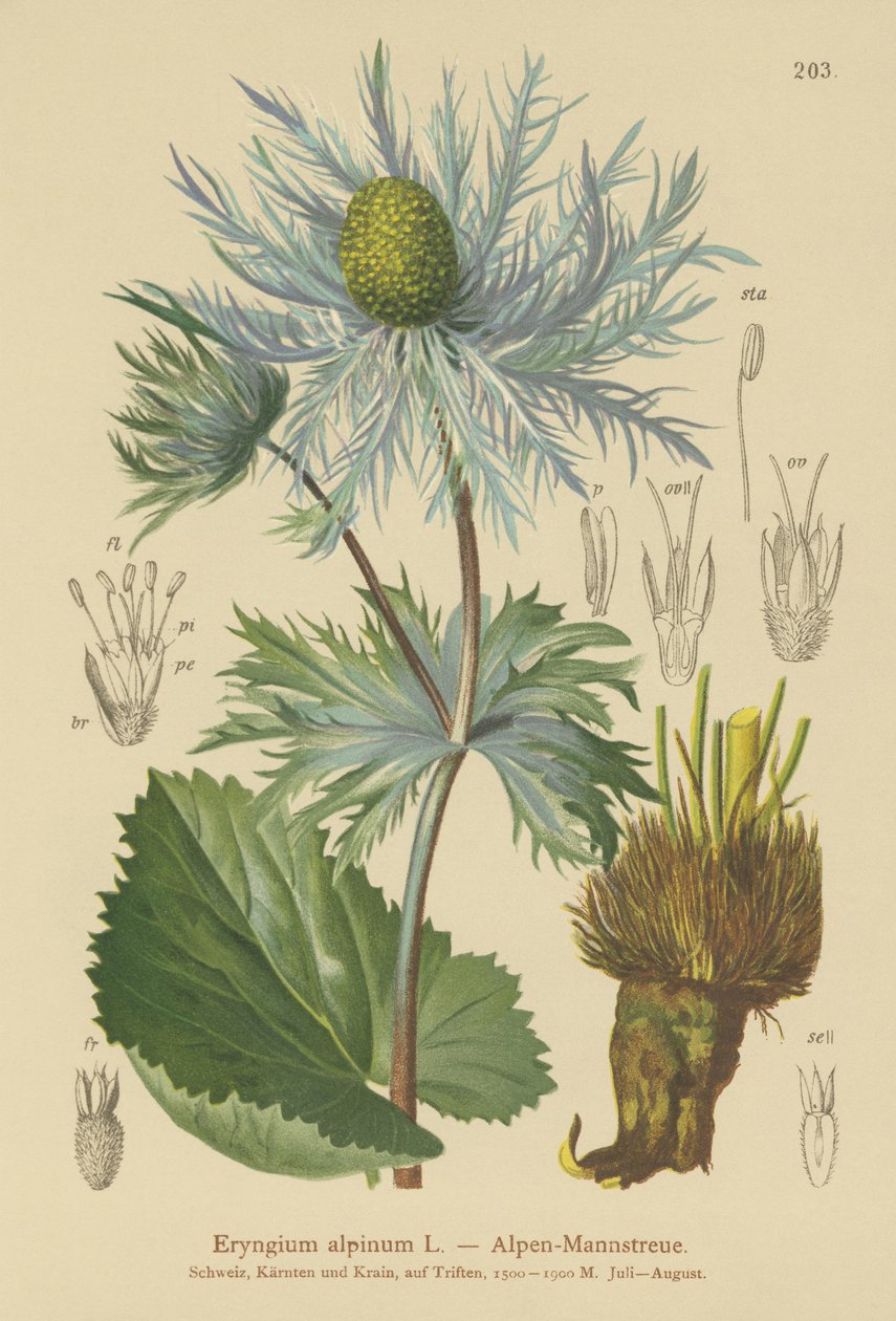 Eryngium alpino (Eryngium alpinum) da German School