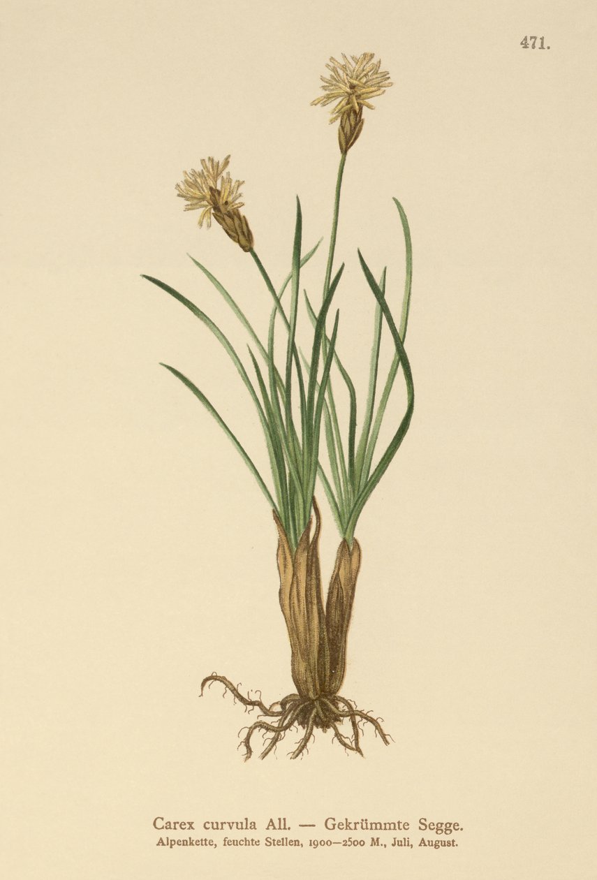 Carex curvula da German School