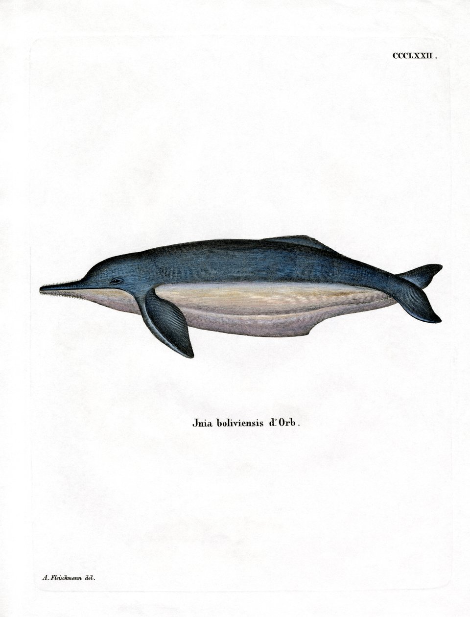 Delfino del Rio delle Amazzoni da German School