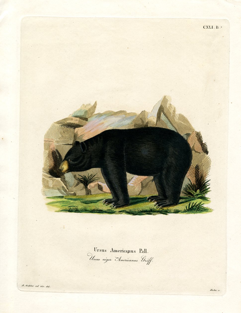 Orso nero americano da German School