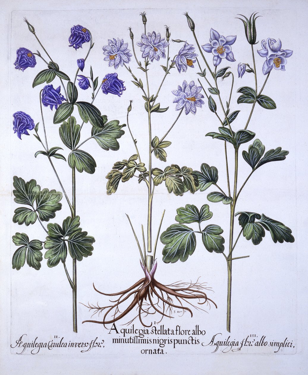 Aquilegia, da Hortus Eystettensis, di Basil Besler, pub. 1613 da German School