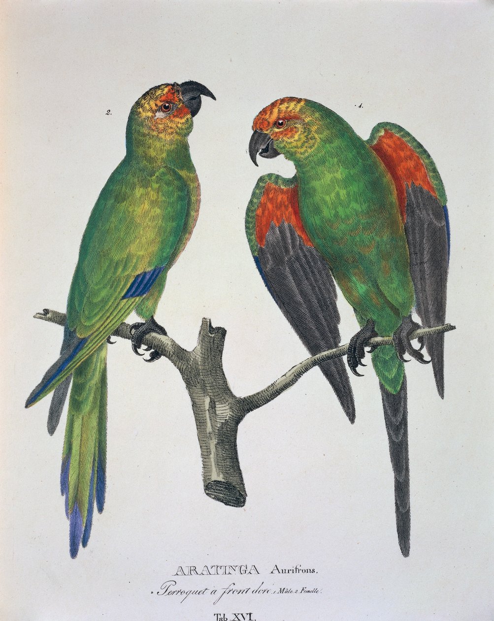 Aratinga Aurifrons (maschio e femmina), tavola XVI da 