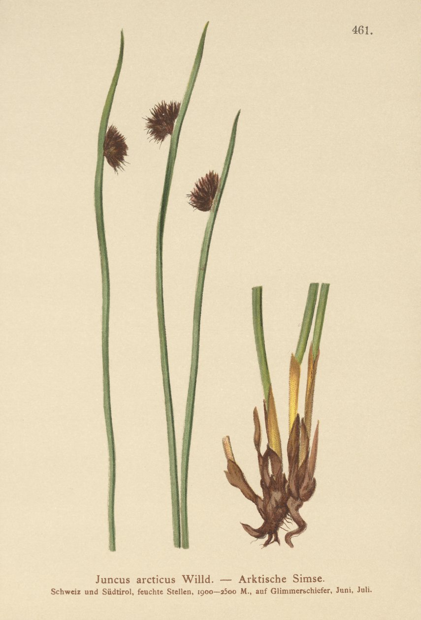 Juncus arcticus da German School