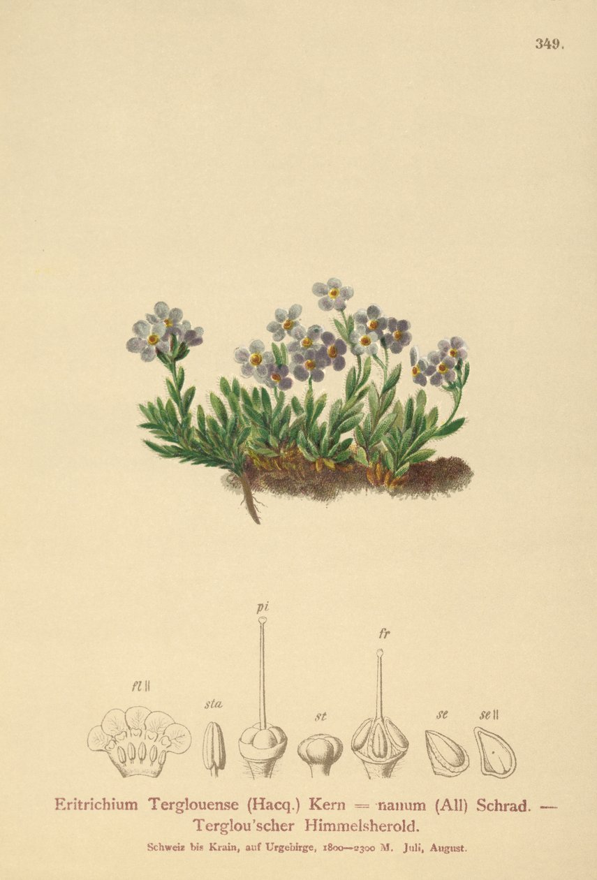 Non-ti-scordar-di-me artico (Eritrichium nanum, Eritrichium Terglouense) da German School