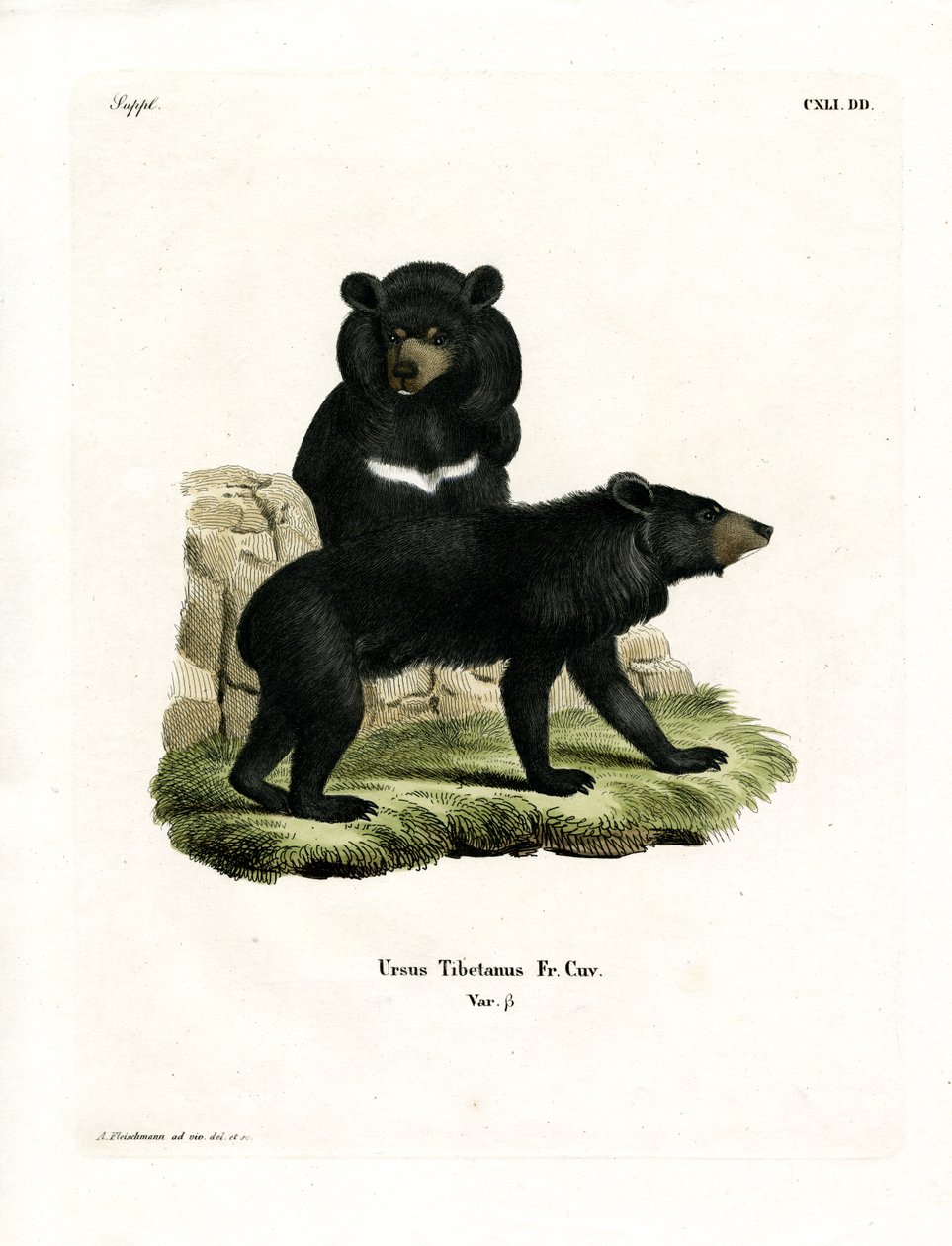 Orso nero asiatico da German School