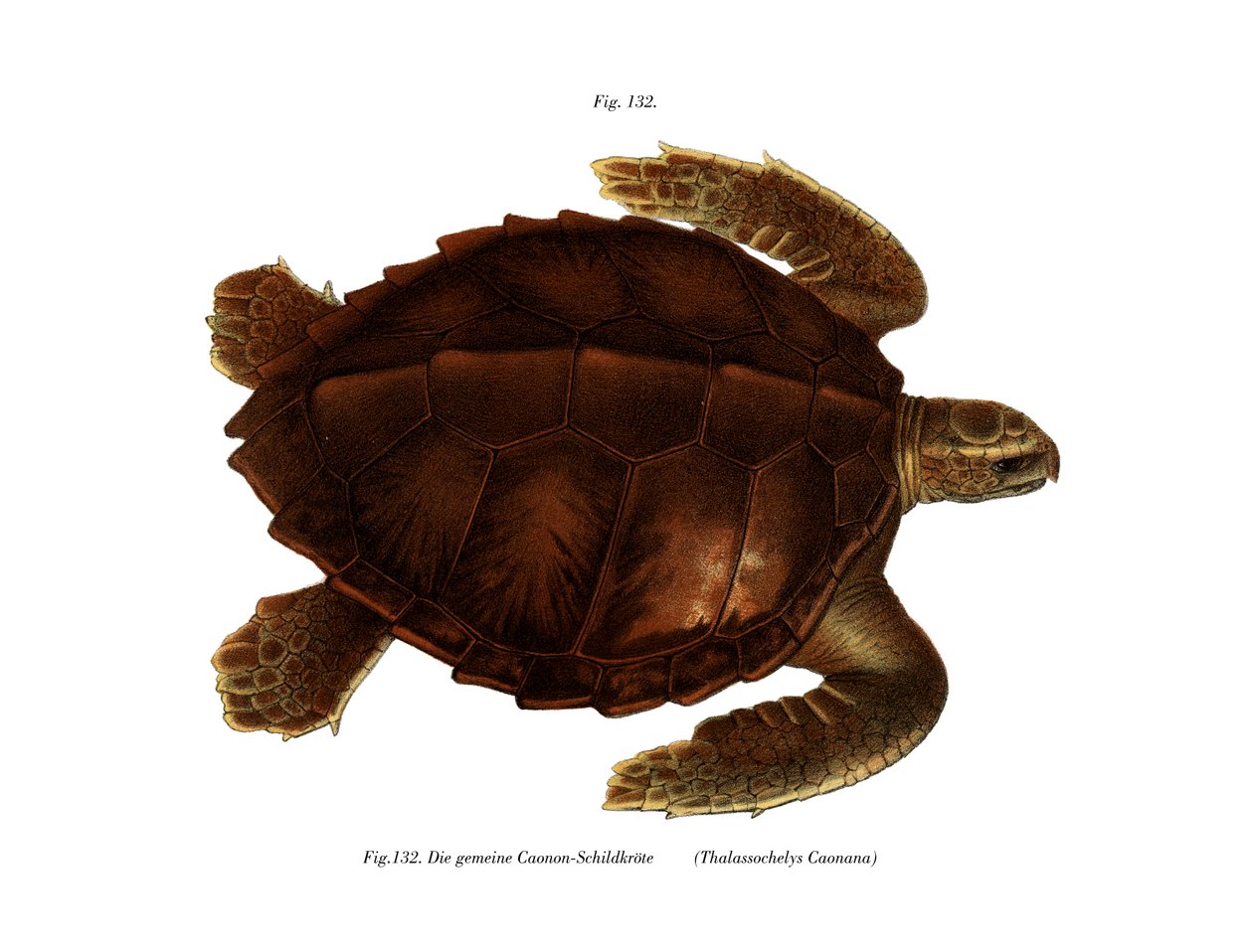 Tartaruga di Ridley dell