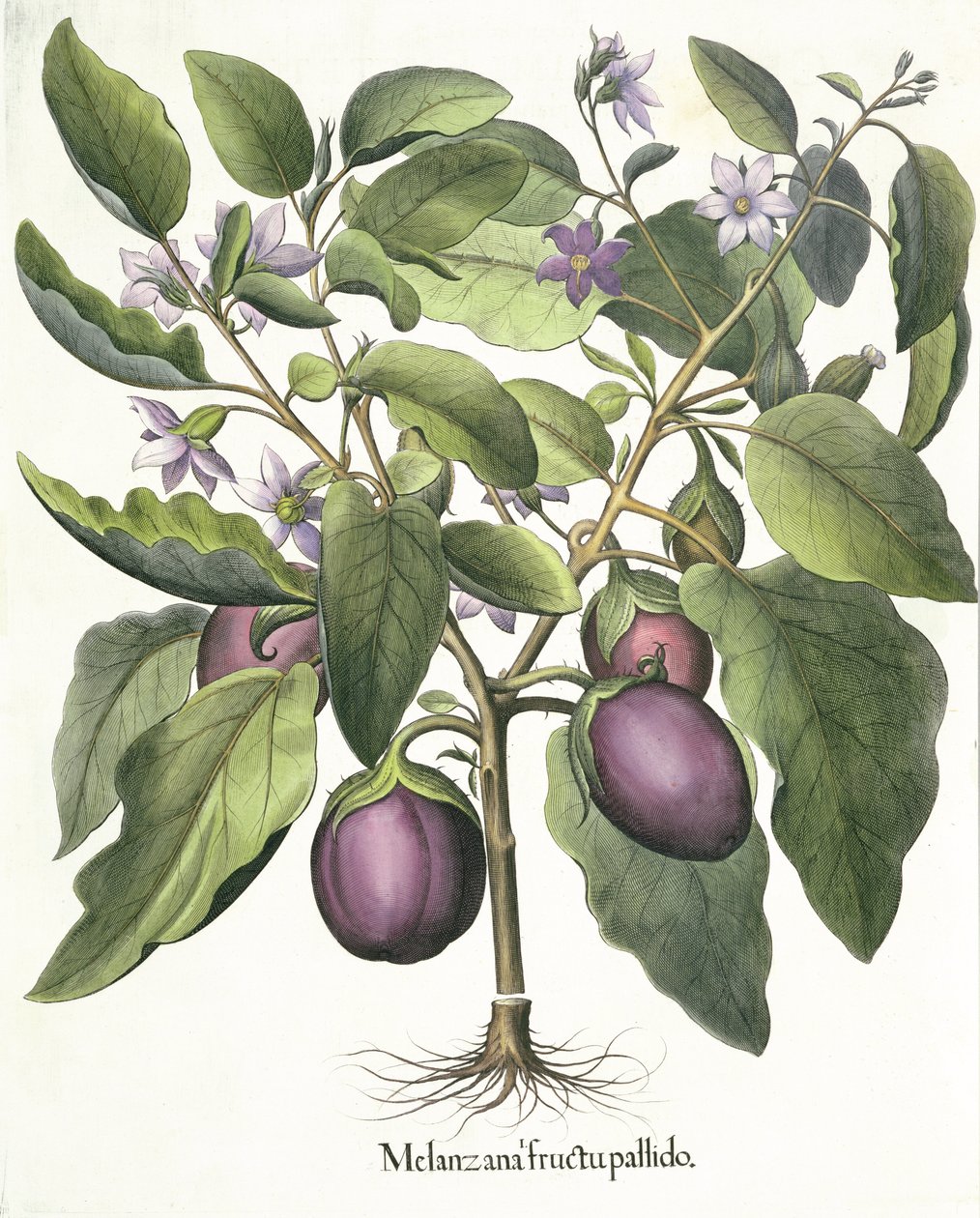 Melanzana, dal Hortus Eystettensis di Basil Besler, pub. 1613 da German School