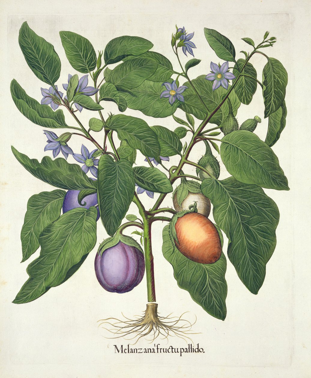 Melanzana: Melanzana fructu pallido, da Hortus Eystettensis di Basil Besler, pub. 1613 da German School