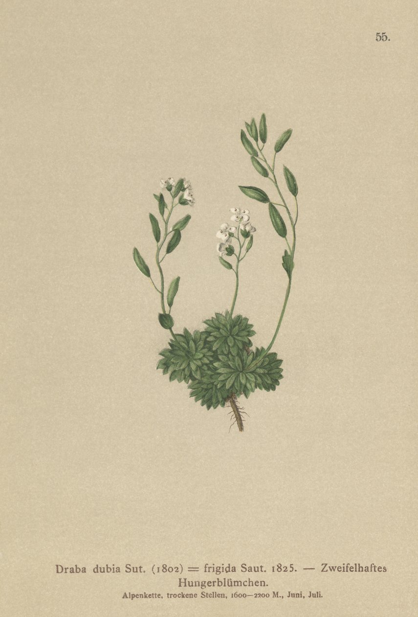 Draba austriaca (Draba dubia, Draba frigida) da German School