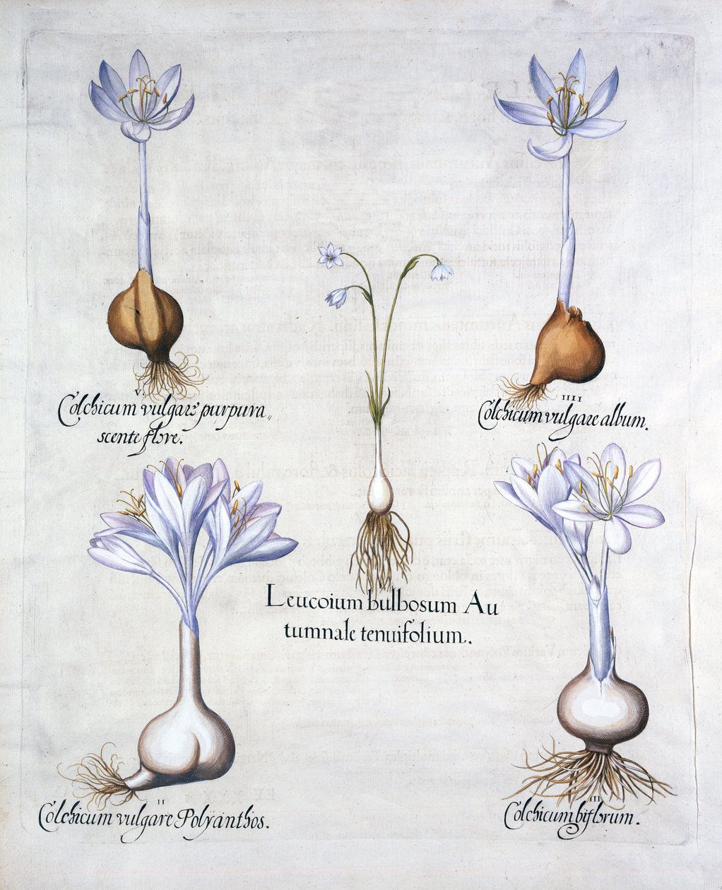 Bucaneve autunnale e colchici, da Hortus Eystettensis, di Basil Besler, pub. 1613 da German School