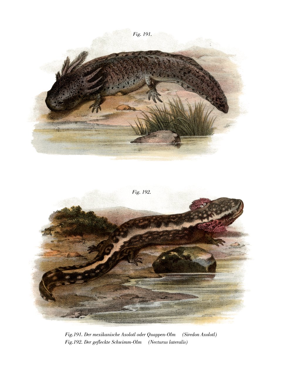 Axolotl da German School