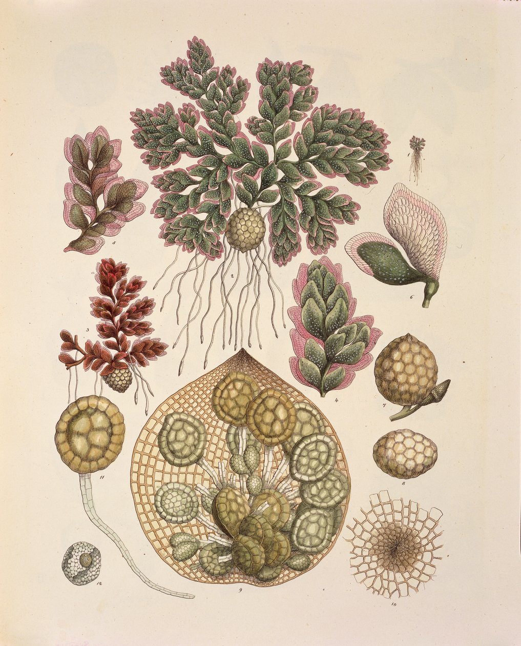 Azolla (felci acquatiche), tavola LXXIV da 