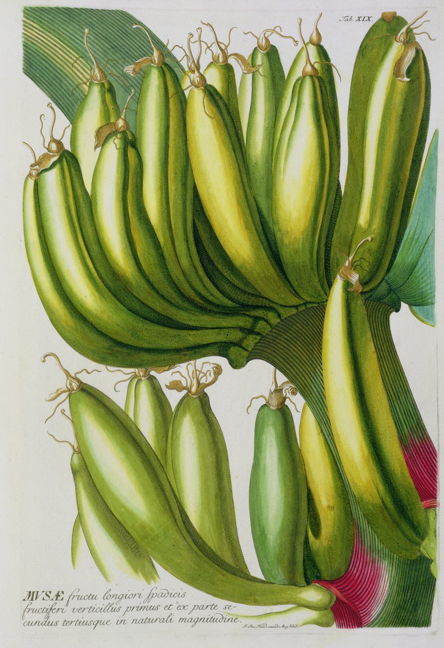 Banana, inciso da Johann Jakob Haid, tavola 19 da un libro botanico, pub. da Augustus Vind da German School