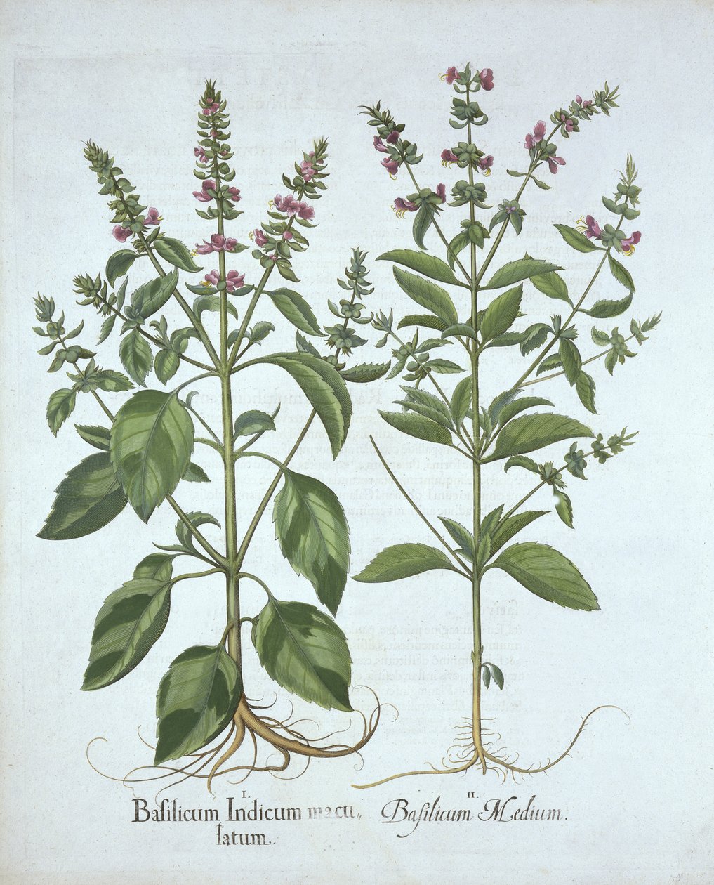 Basilico, da Hortus Eystettensis, di Basil Besler, pub. 1613 da German School