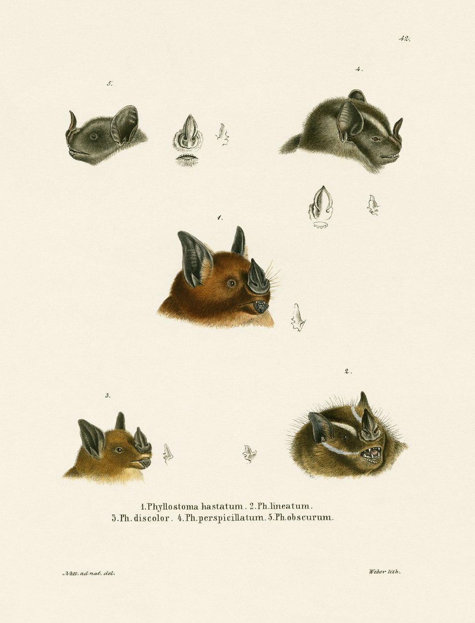 Teste di pipistrello da German School