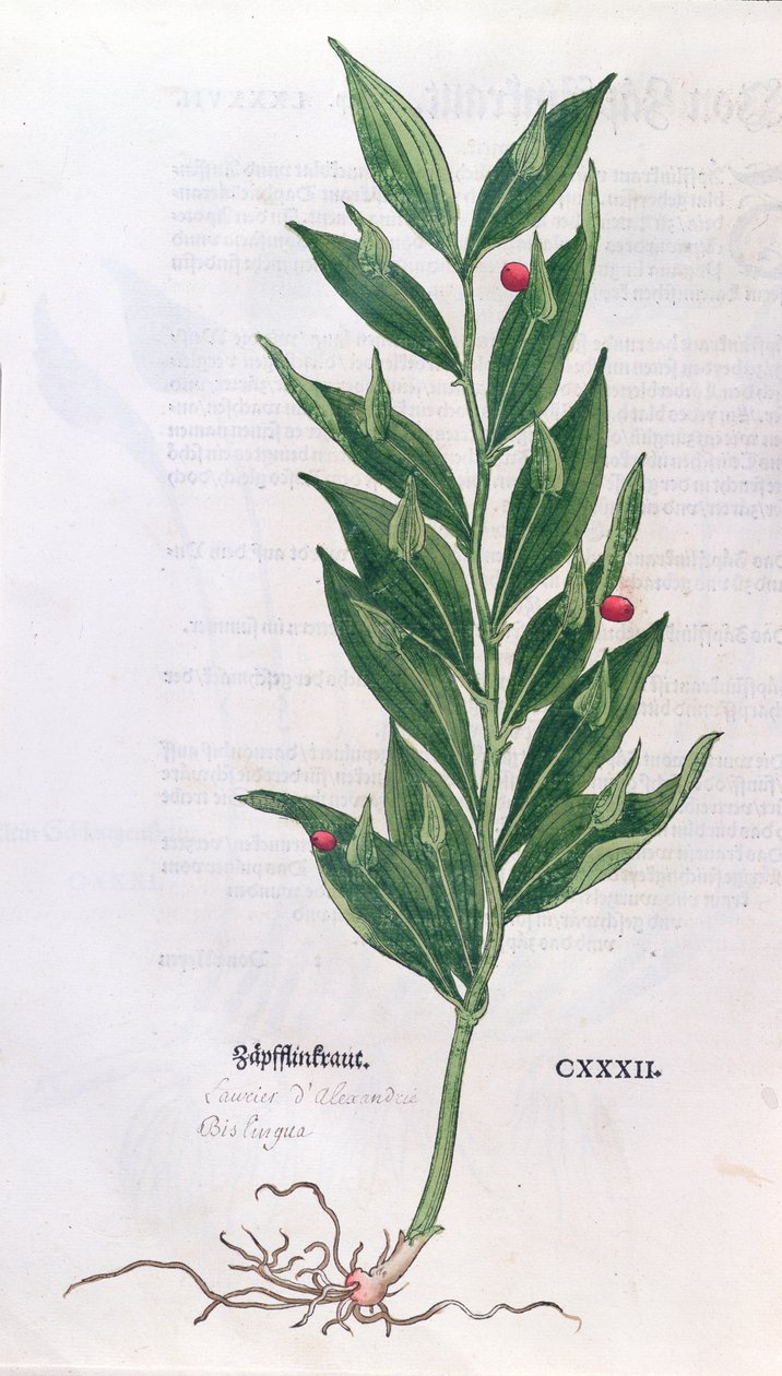 Alloro, illustrazione per L