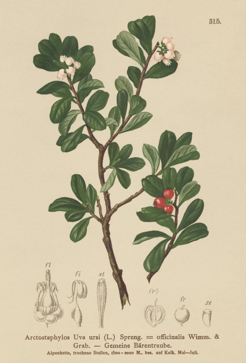Uva ursina (Arctostaphylos Uva ursi, Arctostaphylos officinalis) da German School