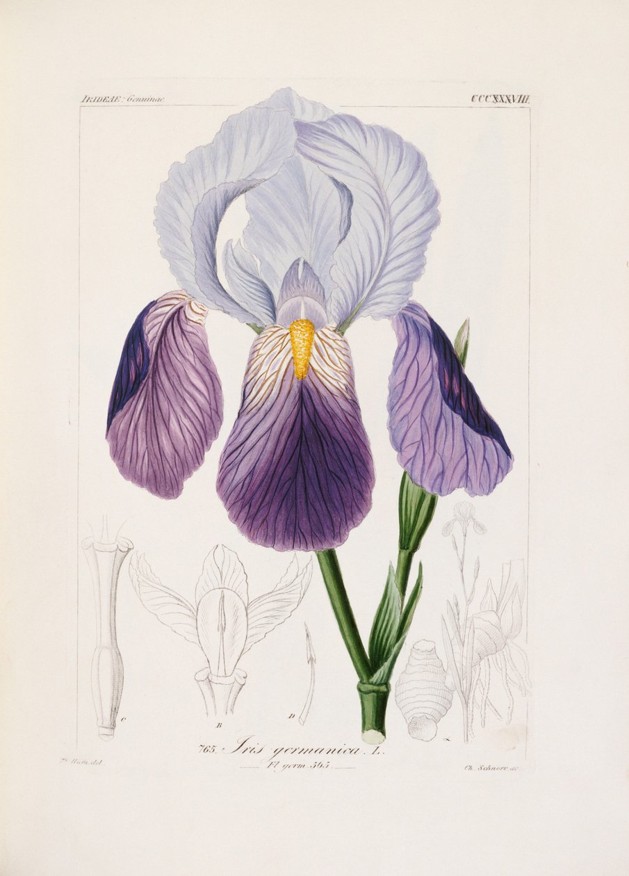 Iris barbuto, inciso da Ch. Schnorr da German School