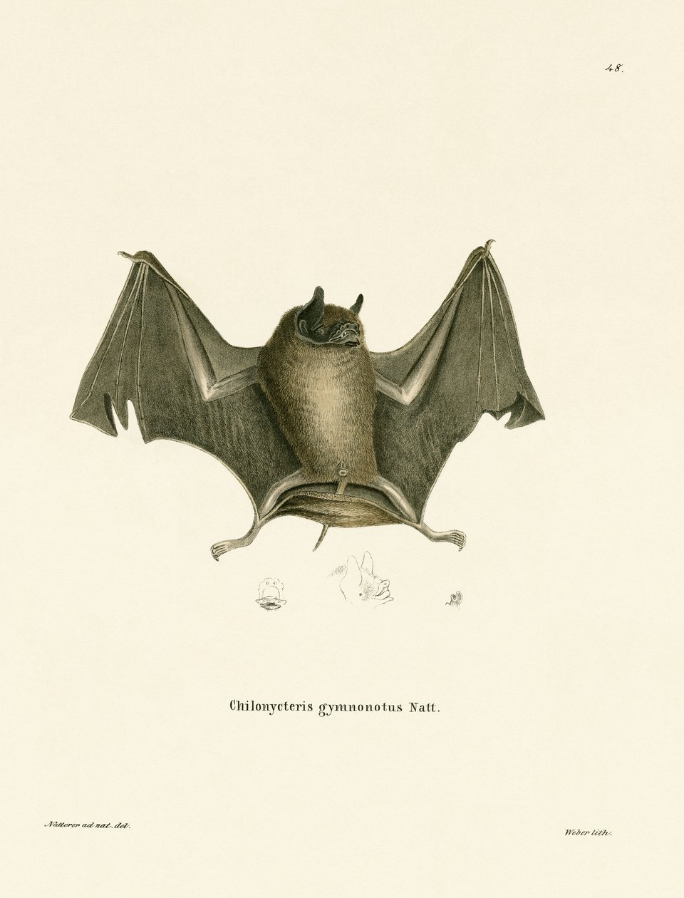 Grande pipistrello senza schiena nuda da German School