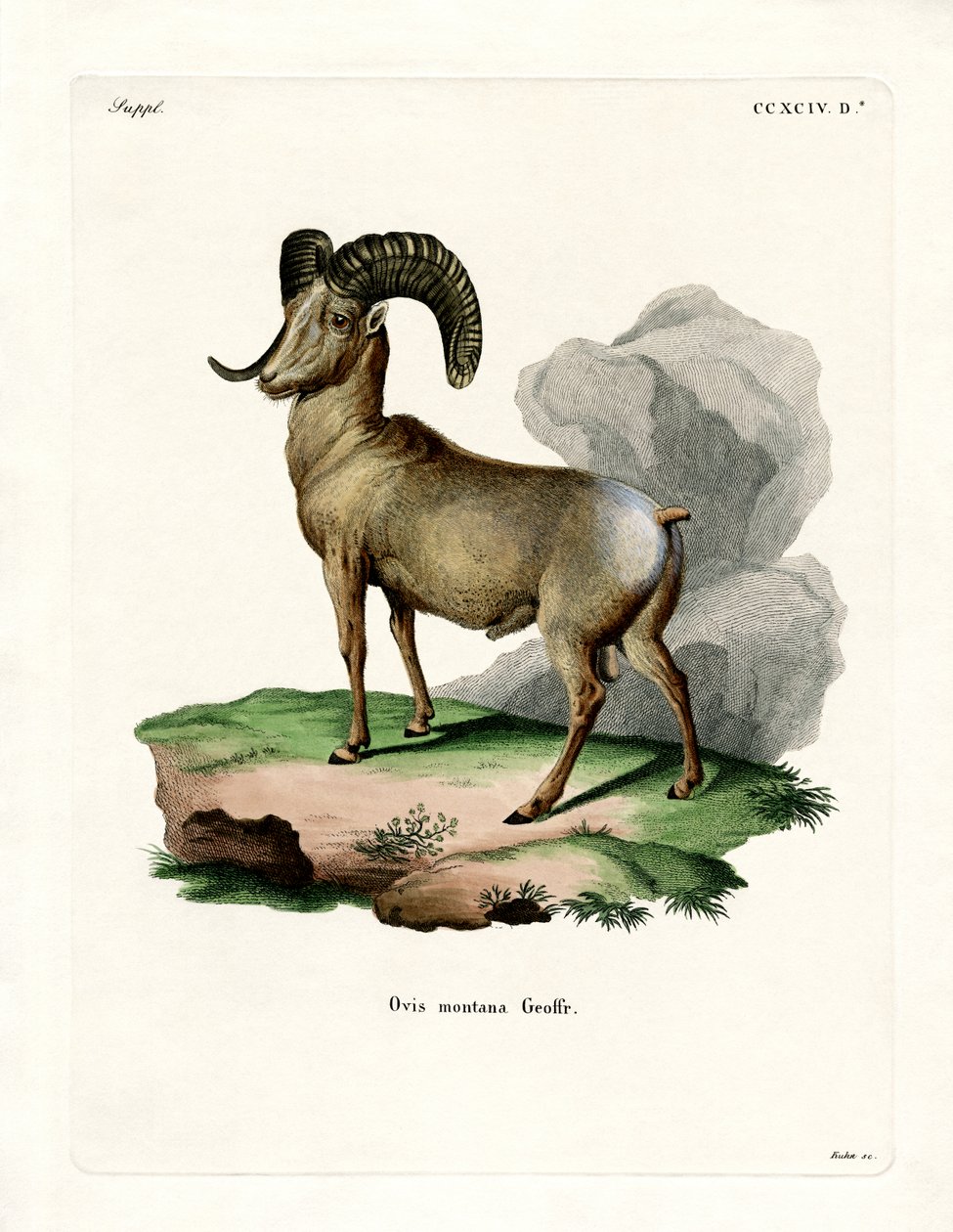 Pecora Bighorn da German School