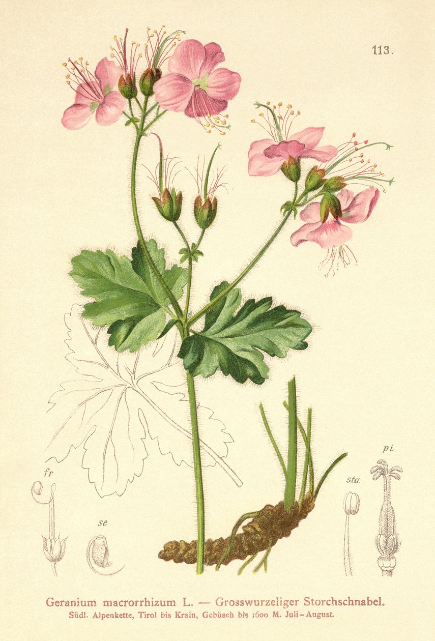 Geranio macrorrizo (Geranium macrorrhizum) da German School