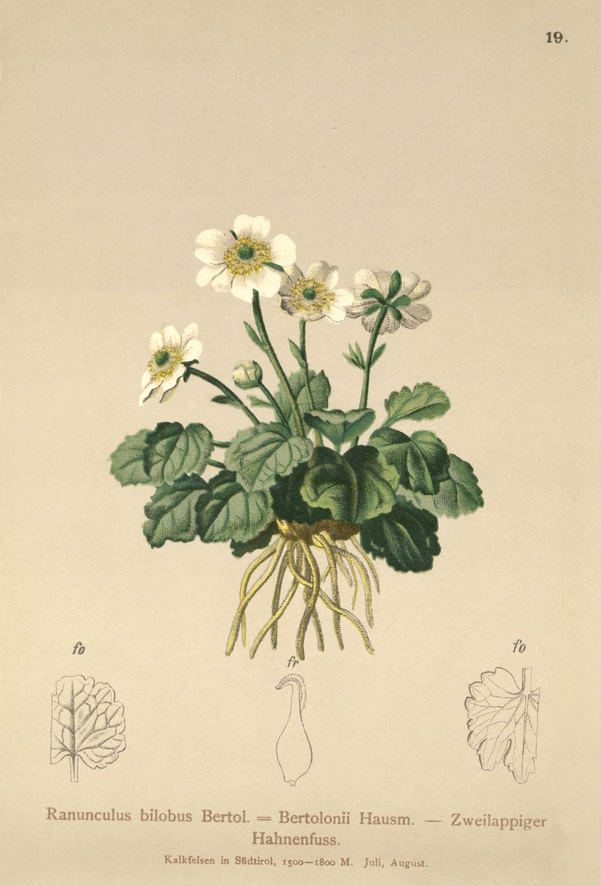 Ranuncolo bilobo (Ranunculus bilobus, Ranunculus bertolonii) da German School