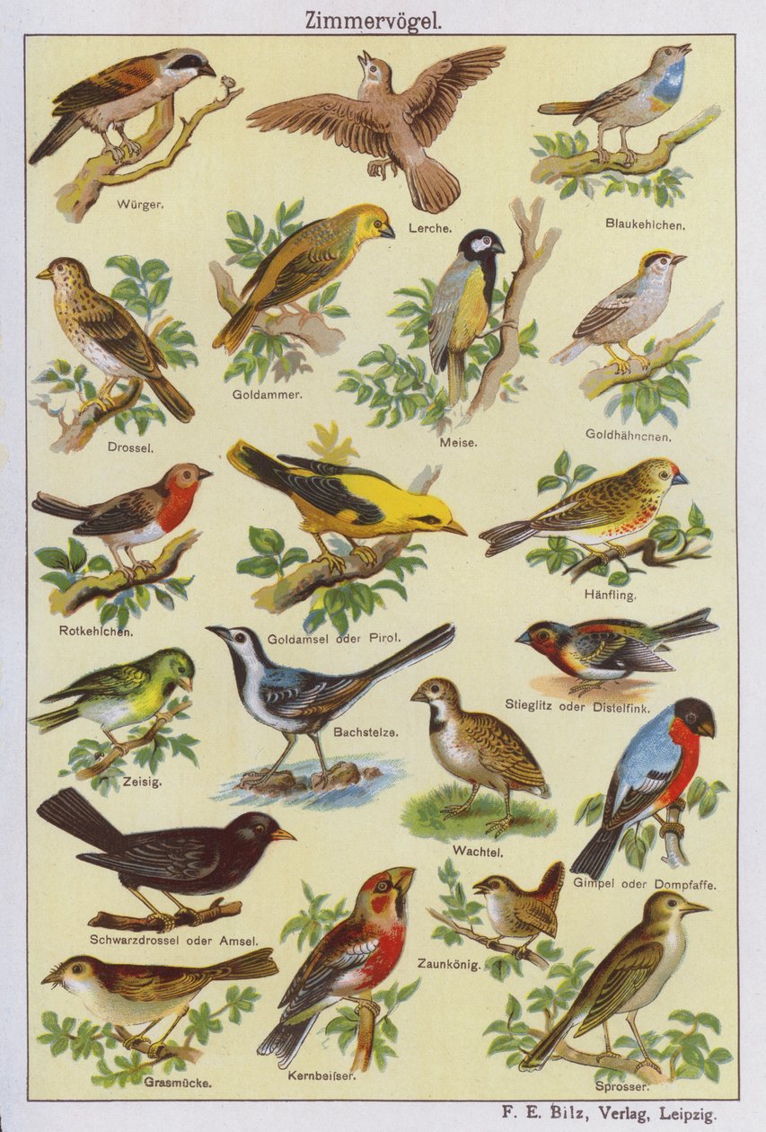 Uccelli (litografia a colori) da German School