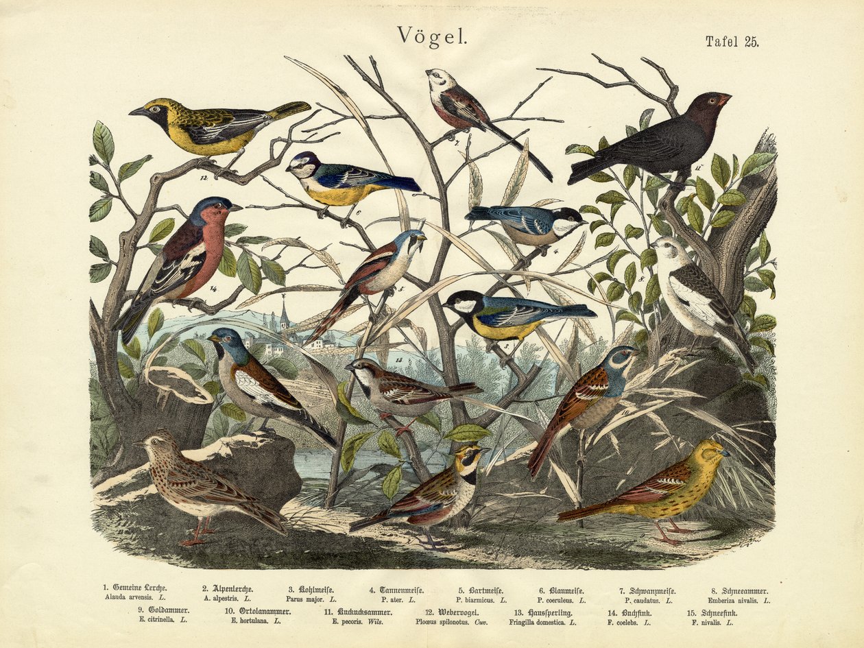 Uccelli, c.1860 da German School