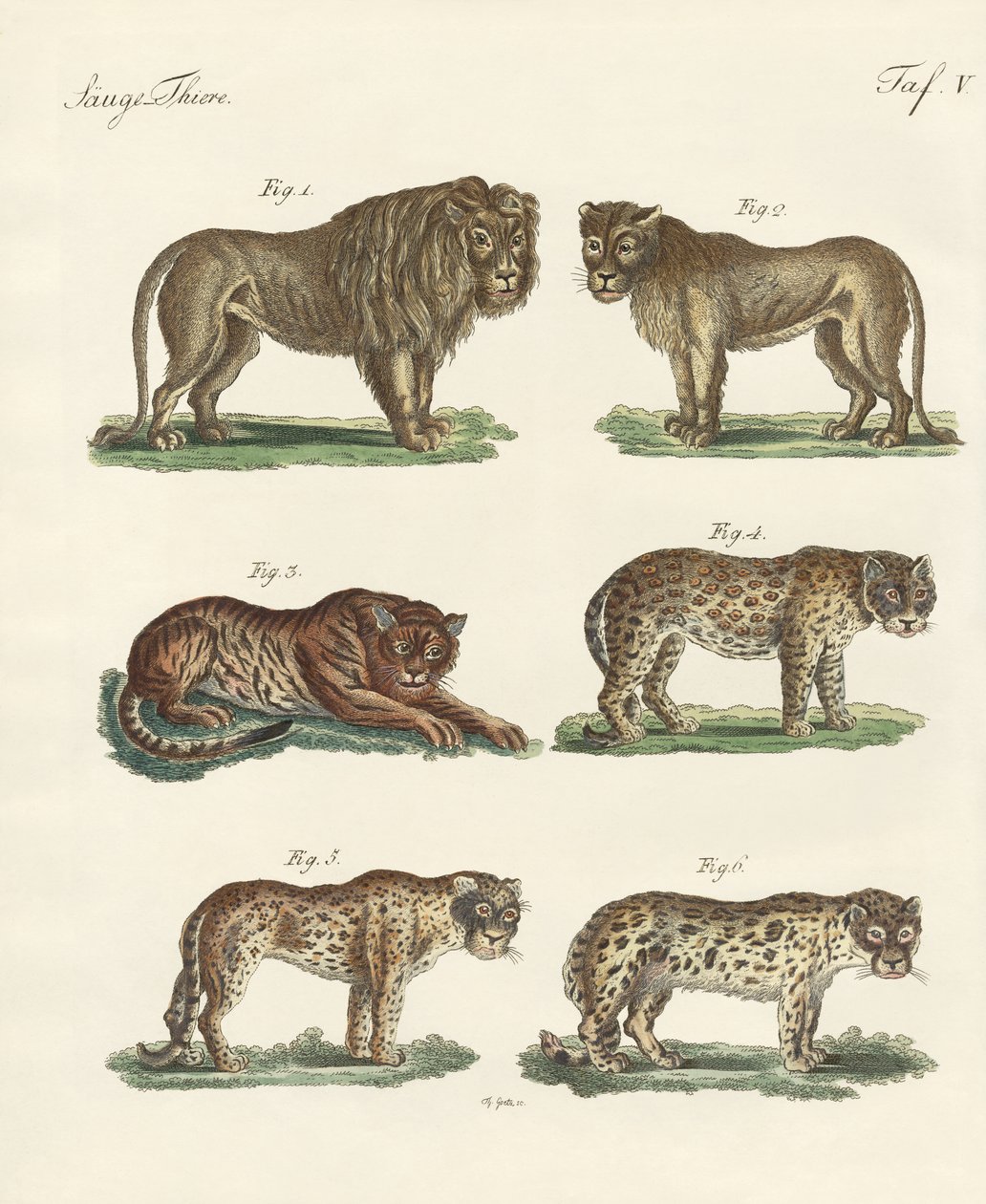 Animali mordaci da German School