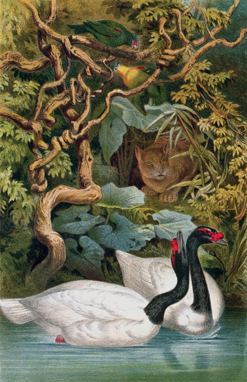 Cigno dal collo nero, tavola da Brehms Tierleben: Allgemeine Kunde des Tierreichs, vol.6, p.598, pubblicato da Bibliographisches Institut da German School