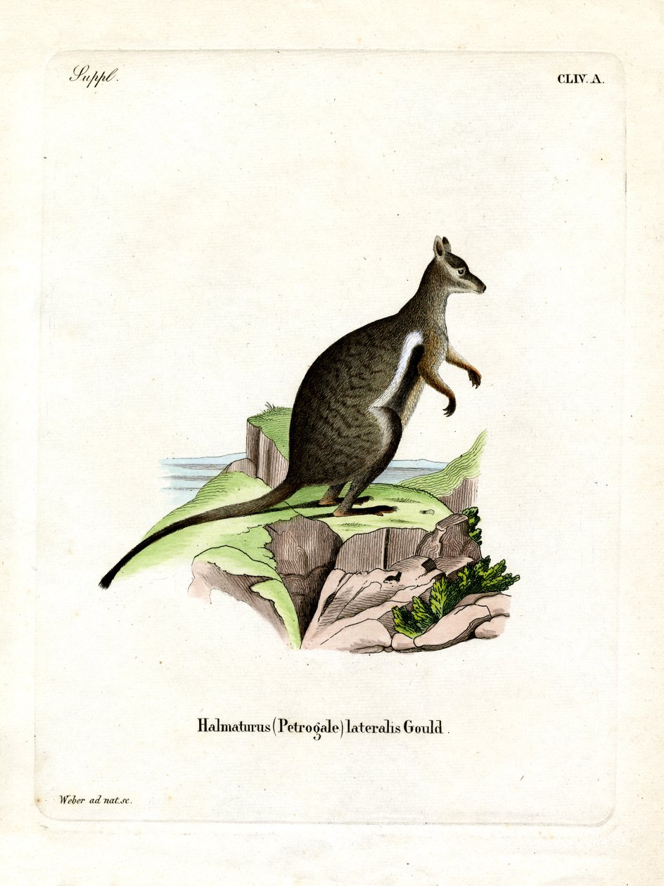 Wallaby delle Rocce Piedi Neri da German School