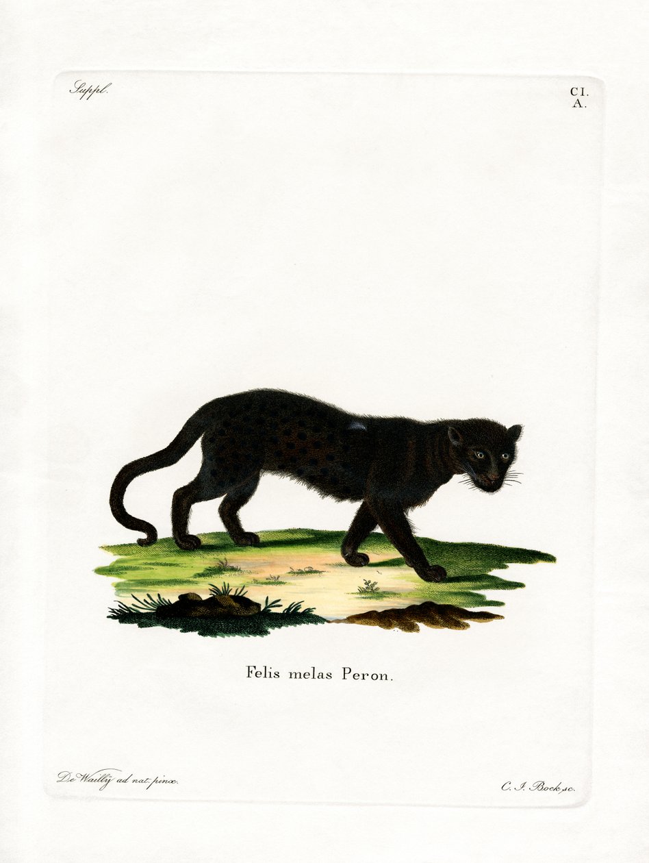 Leopardo nero da German School