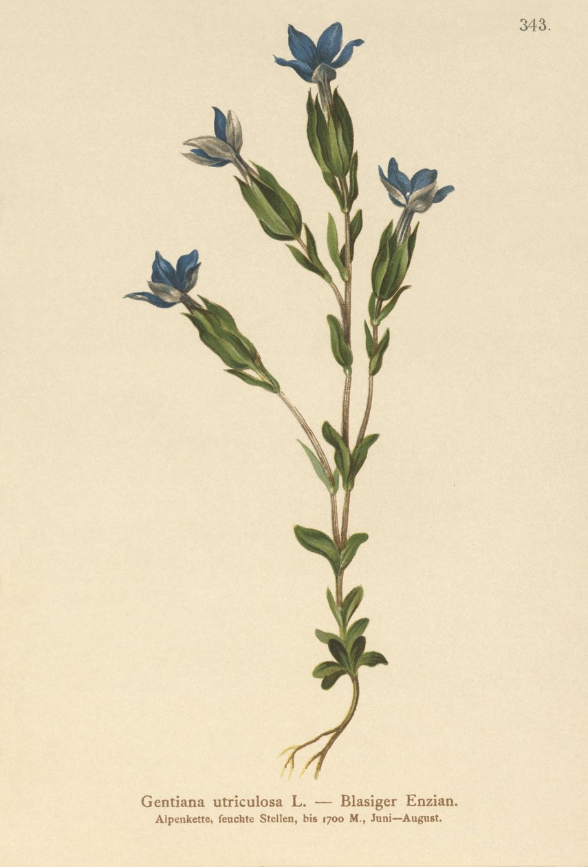 Genziana utriculosa da German School