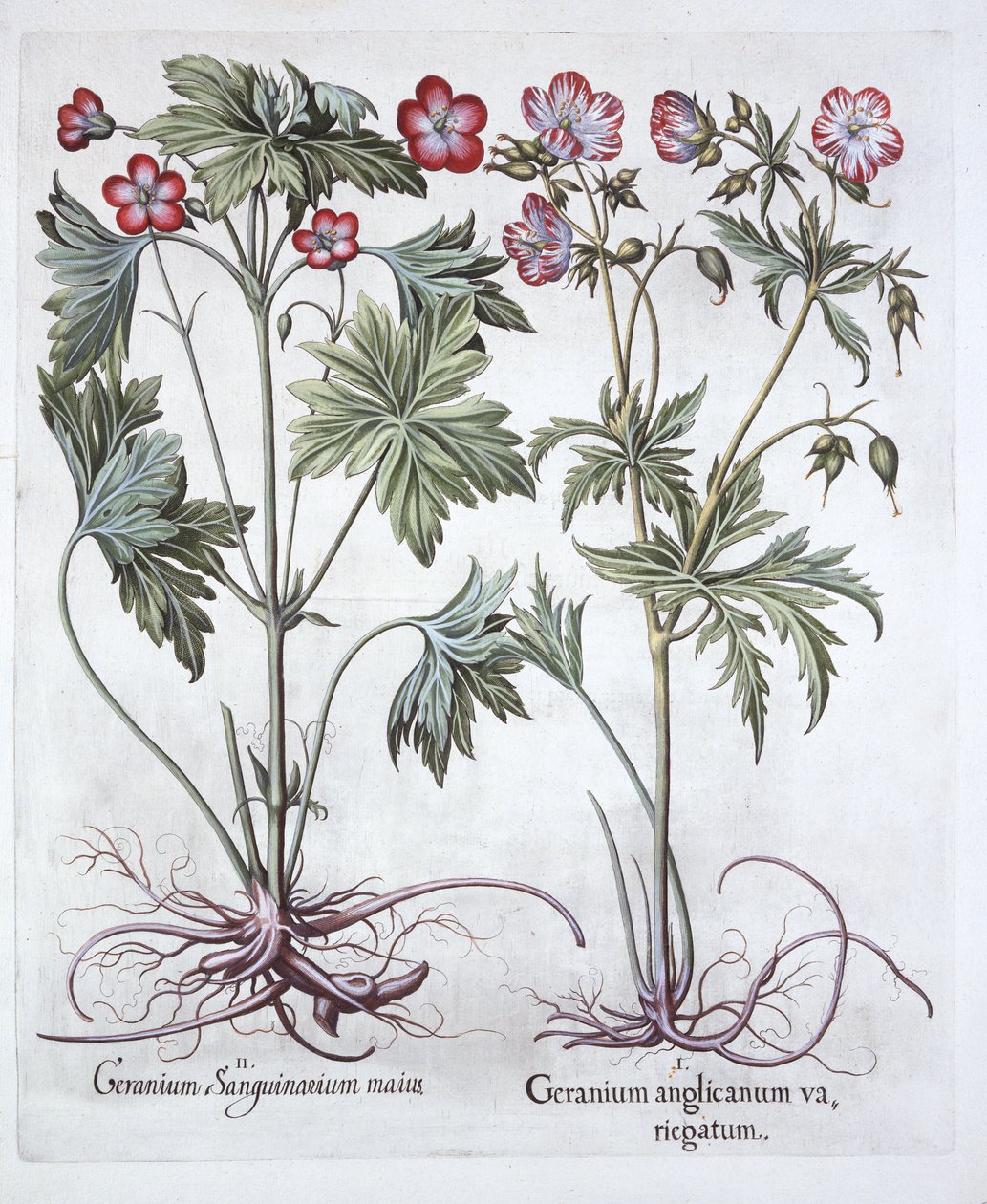 Geranio sanguigno e geranio radicoso, da Hortus Eystettensis, di Basil Besler, pub. 1613 da German School