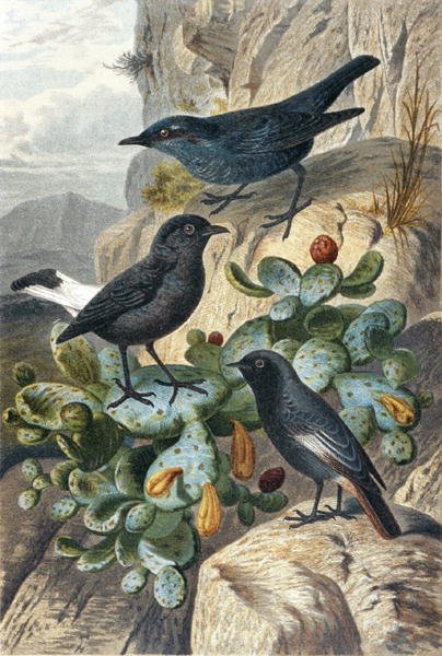 Merlo blu, Codirosso nero e Codirosso, tavola da "Brehms Tierleben: Allgemeine Kunde des Tierreichs", vol 4, p. 57, pubblicato da Bibliographisches Institut da German School