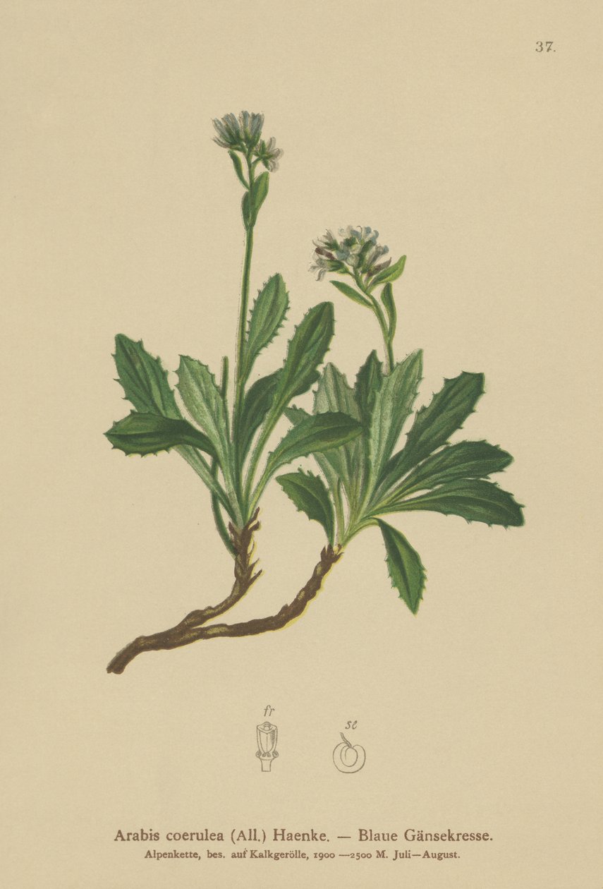 Arabetta azzurra (Arabis caerulea, Arabis coerulea) da German School