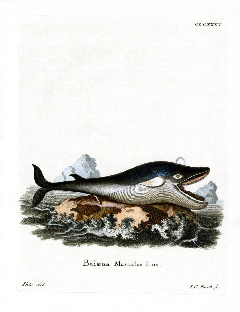 Balena azzurra da German School