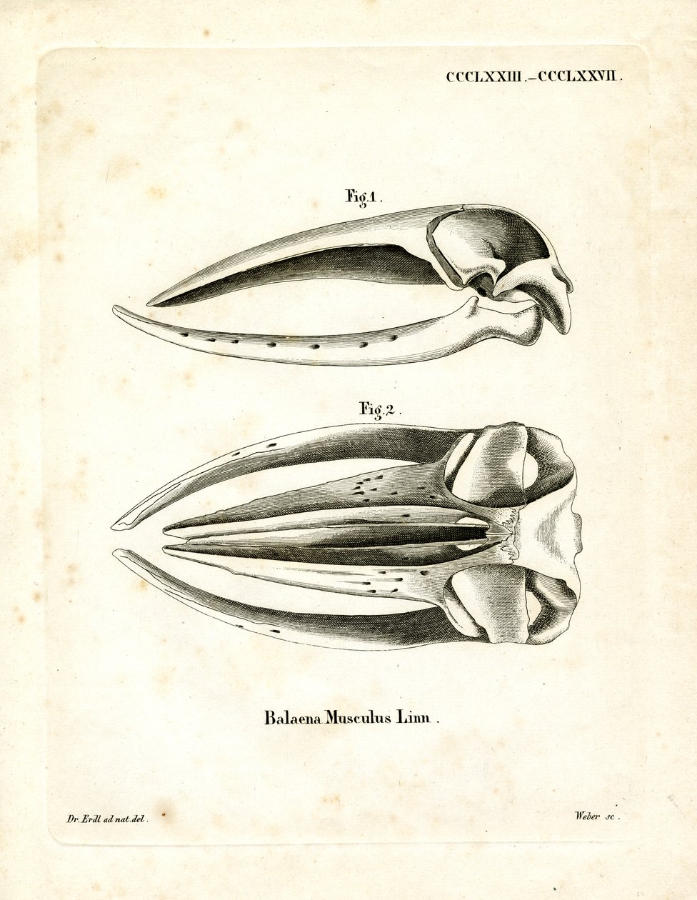 Teschio di balenottera azzurra da German School