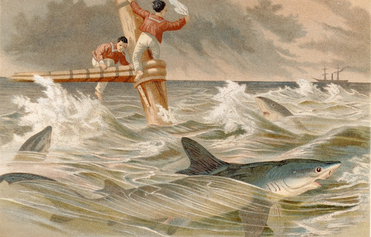 Squalo blu, tavola da Brehms Tierleben: Allgemeine Kunde des Tierreichs, vol.8, p.438, pubblicato da Bibliographisches Institut, 1892 da German School