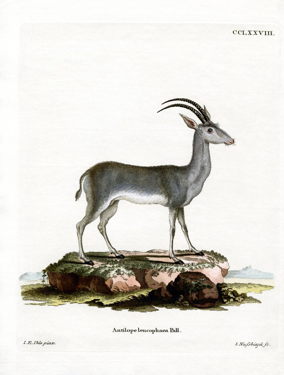 Bluebuck da German School