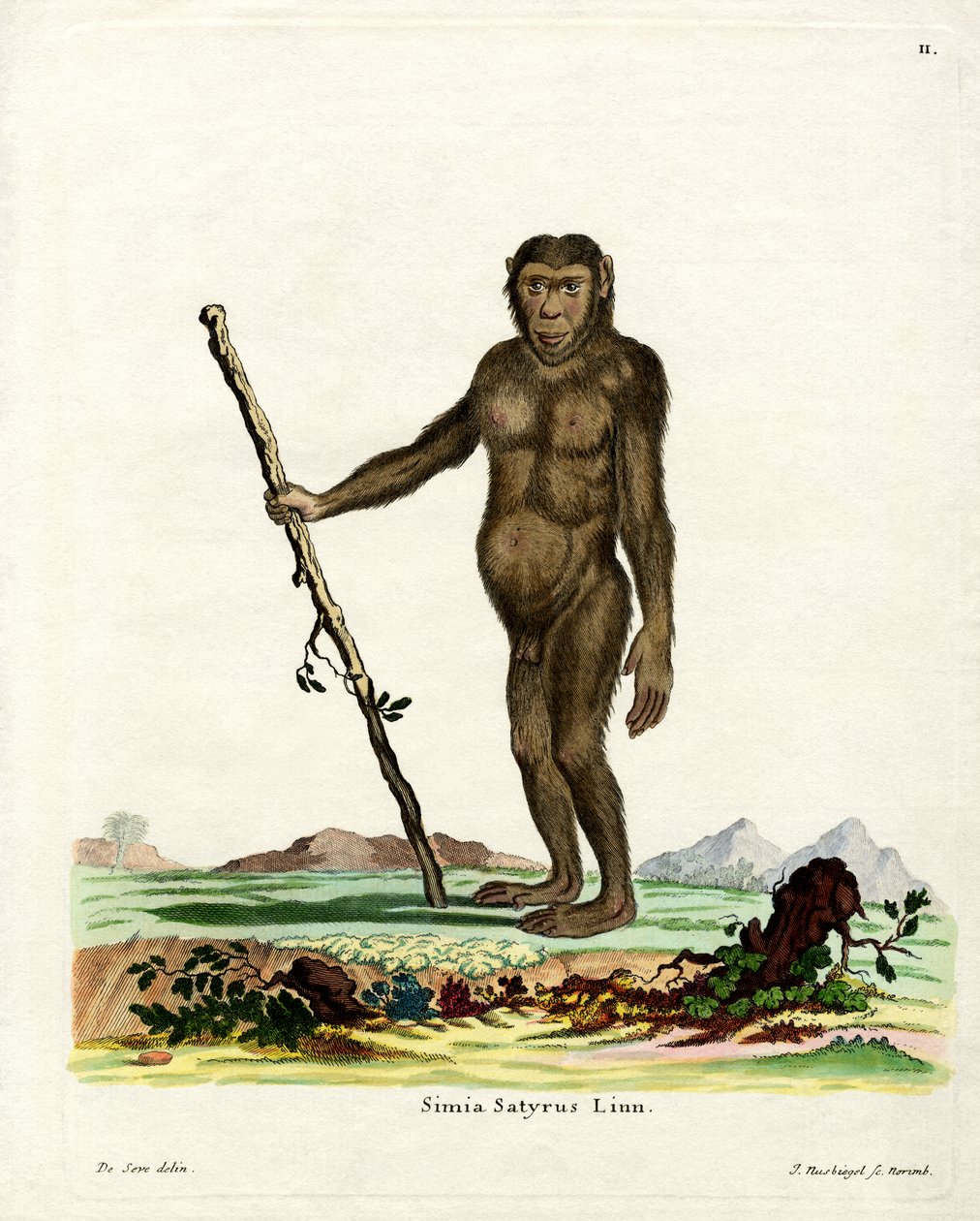 Orango del Borneo da German School