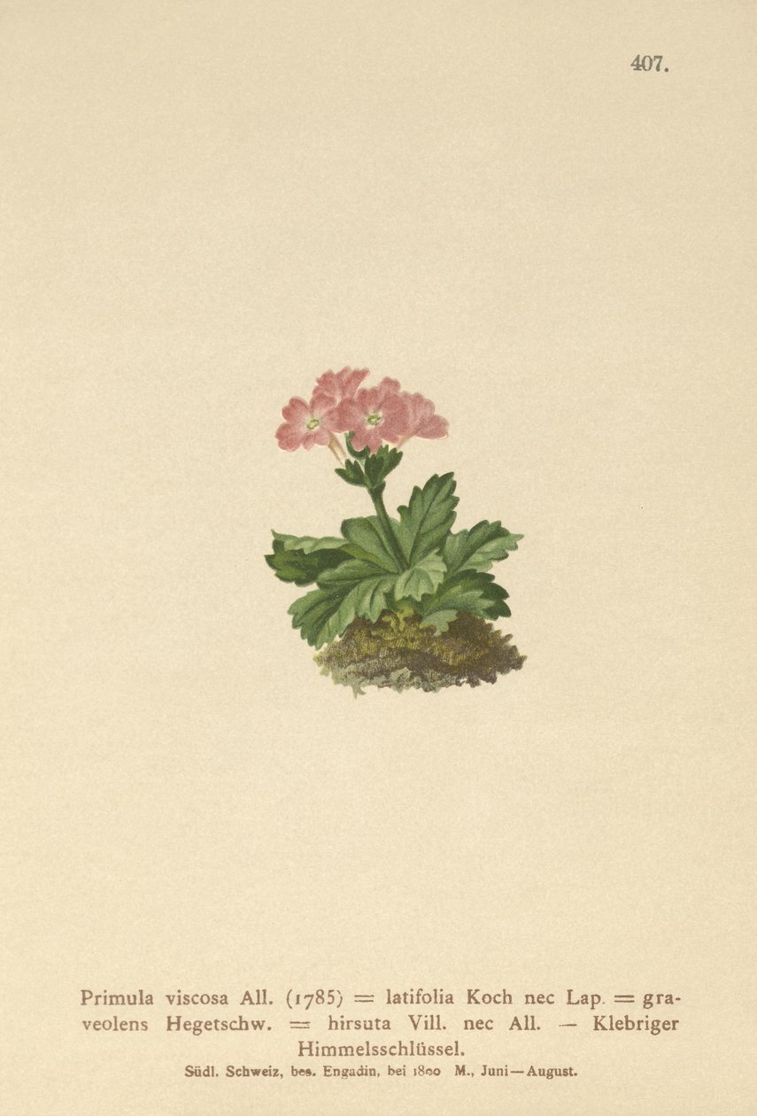 Primula a foglie larghe (Primula viscosa, Primula latifolia, Primula hirsuta) da German School