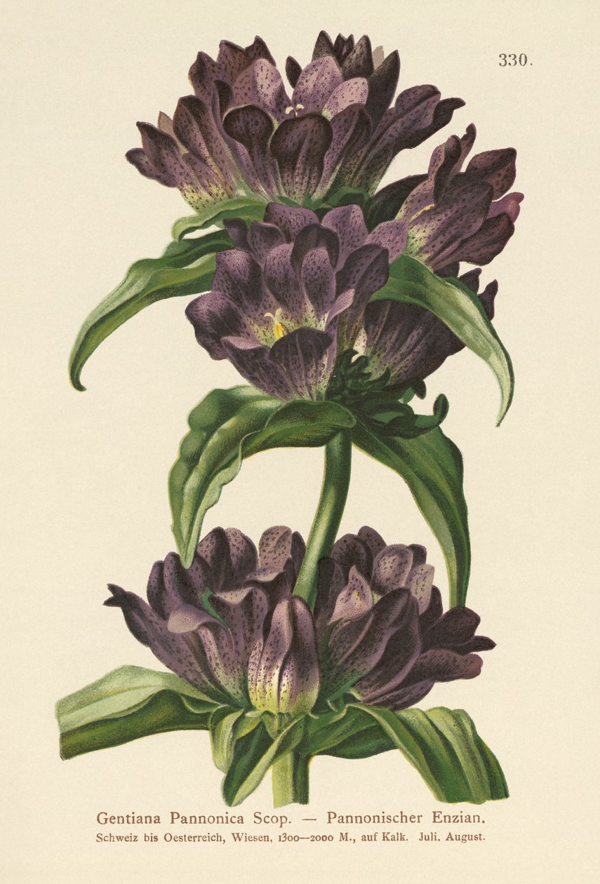 Genziana bruna (Gentiana Pannonica) da German School
